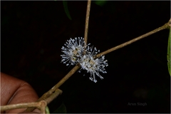 Memecylon kollimalayanum